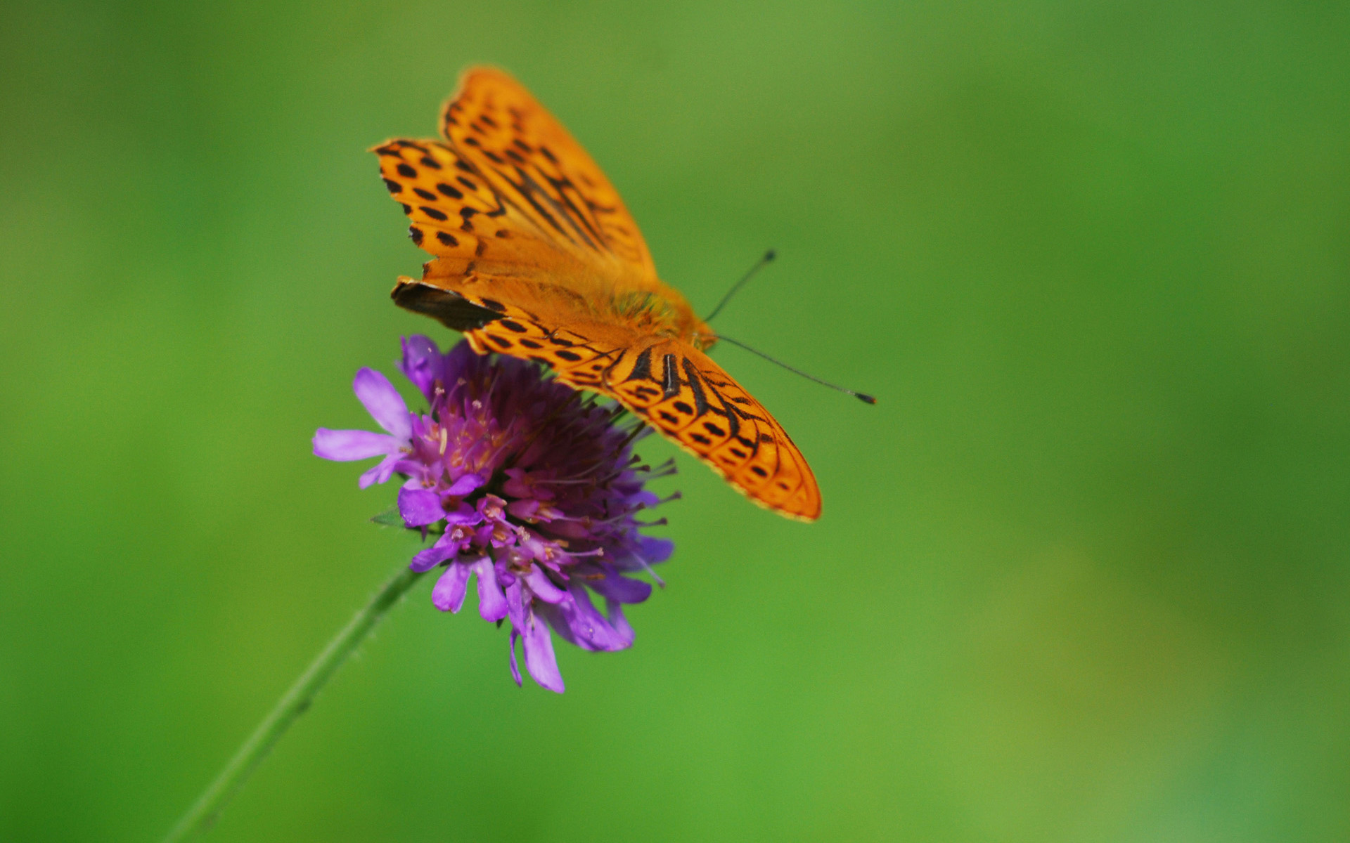 Mariposa