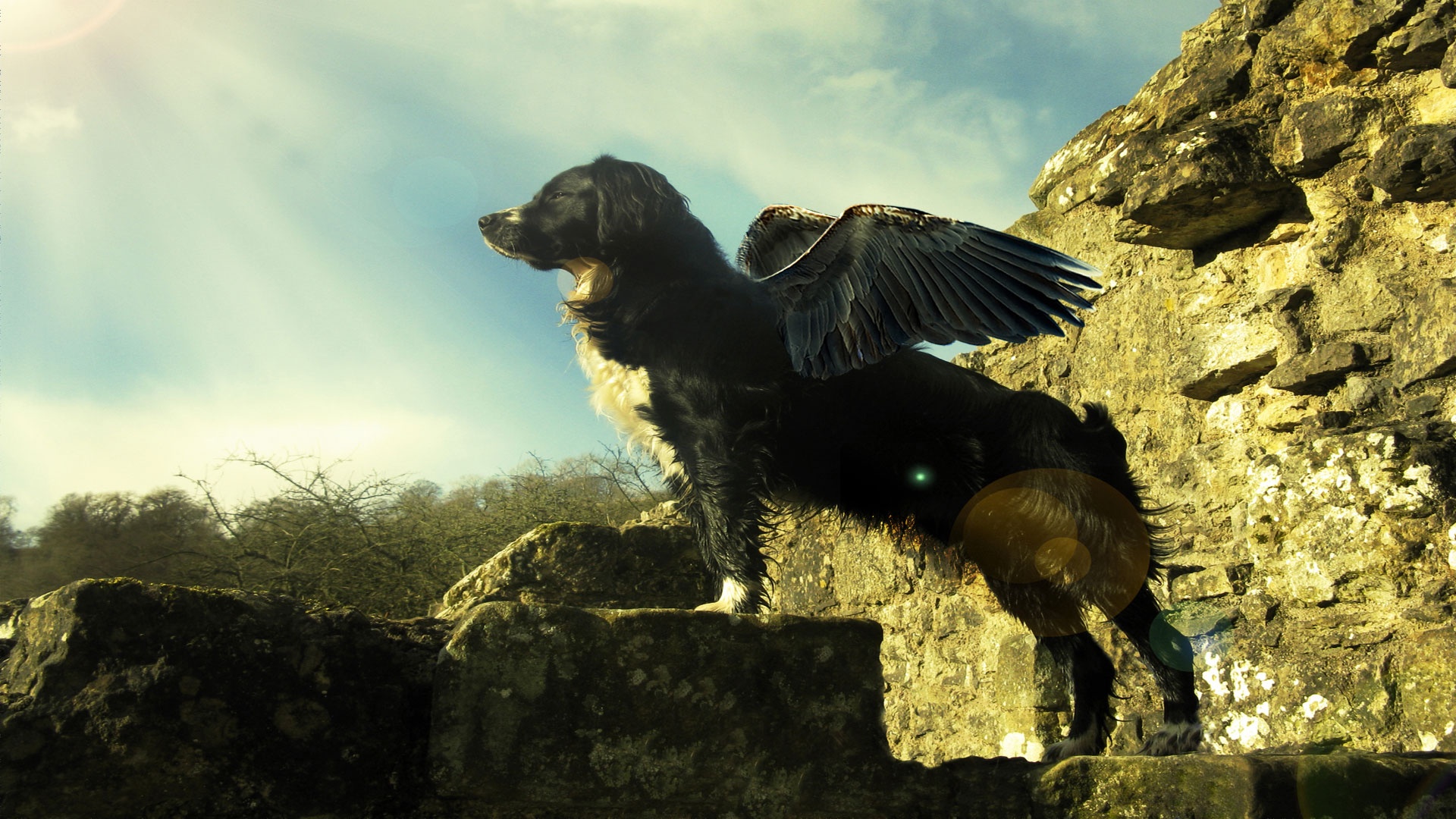 El perro con alas