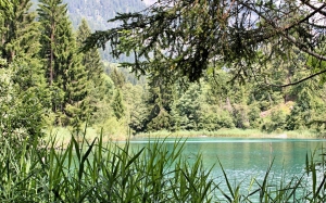 Lago del bosque