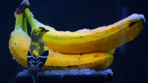 Las bananas y el ave