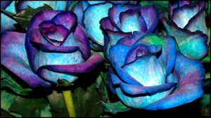 Hermosas rosas azules