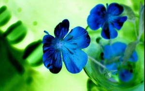 Flores de pétalos azules