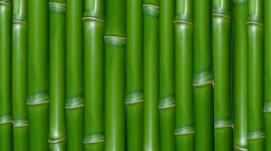 Bambú verde