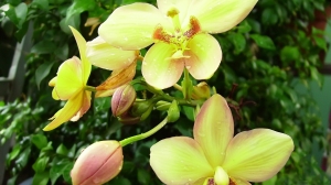 Orquideas amarillas