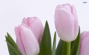 Tulipanes Rosa