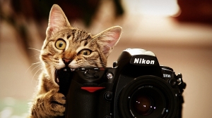 El gato y la Nikon D700