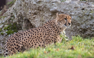 Cheetah cerca de una roca