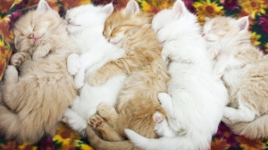 Gatos dormilones