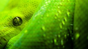 Grandes ojos de serpiente