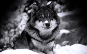 Lobo en la nieve