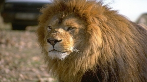 Hermoso leon