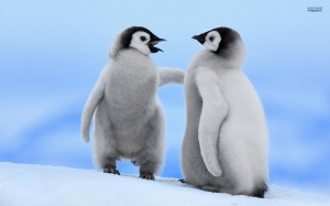 Pinguinos bebés