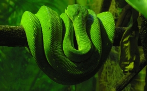 Serpiente verde