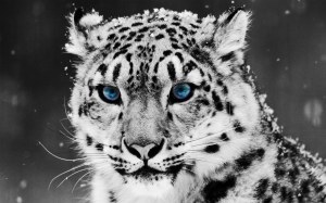 Snow Leopard by leahupaul