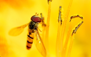 Syrphid's Feast