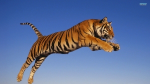 Tigre Saltando