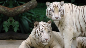 Tigres de Bengala blancos