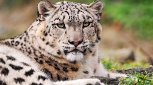 El leopardo blanco de las nieves